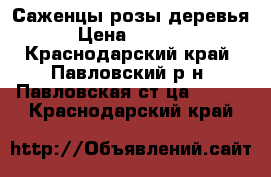 Саженцы розы деревья › Цена ­ 60-70 - Краснодарский край, Павловский р-н, Павловская ст-ца  »    . Краснодарский край